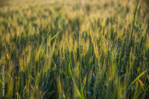 Closeup of green wheat in meadows.