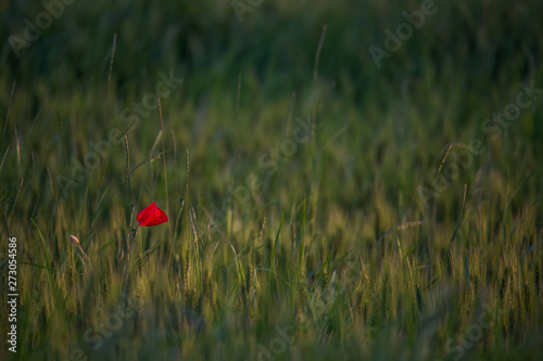 Closeup of green wheat in meadows.