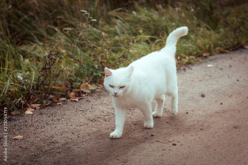 White homeless beautiful cat walking down the road, staring and squinting, close up. A lonely stray cat is looking for a house and a owner. Side view. Summer evening.