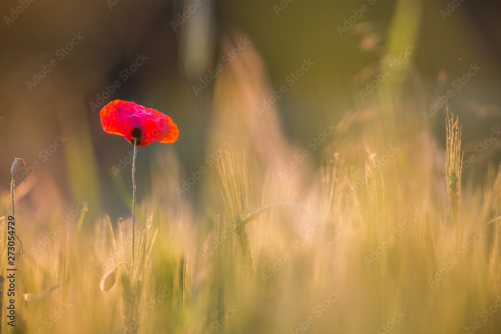 Fototapeta premium Beautiful poppies in a green meadow at sunset.