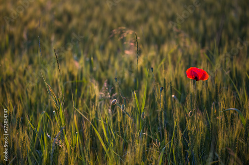 Closeup of green wheat in meadows. © belyaaa