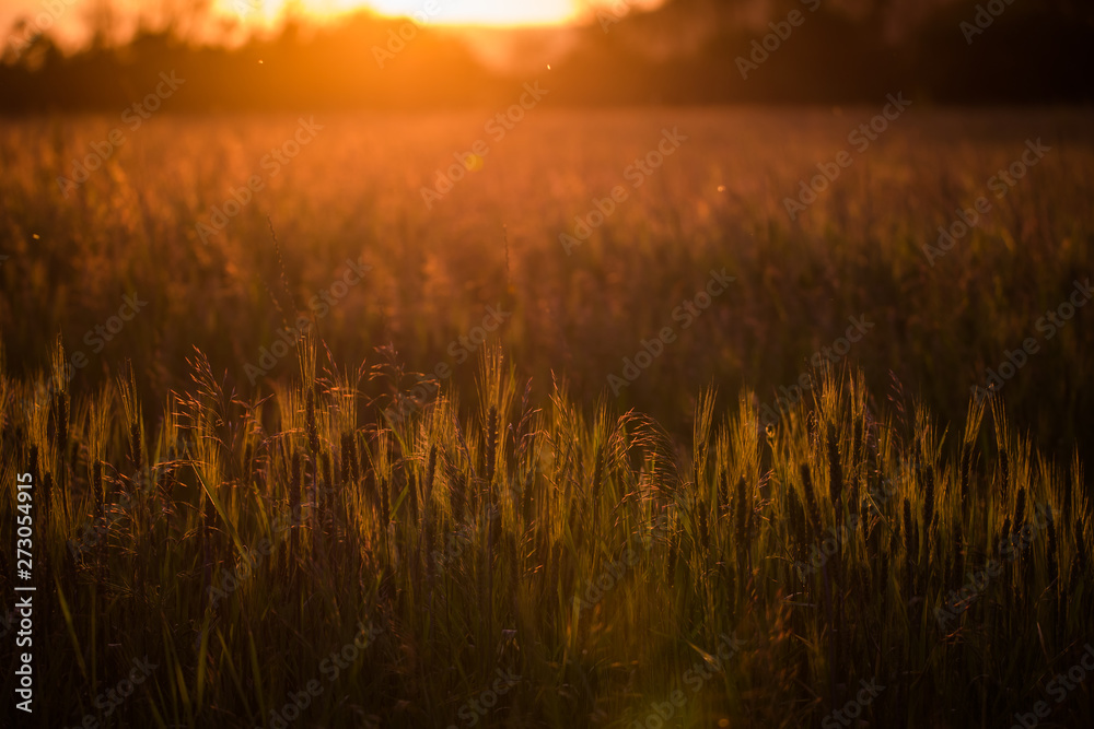 Fototapeta premium Closeup of green wheat in meadows.