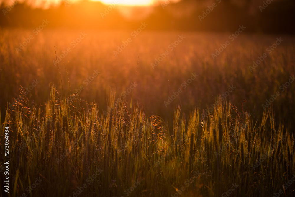 Fototapeta premium Closeup of green wheat in meadows.