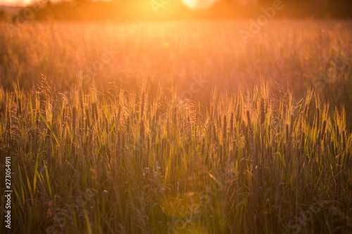 Closeup of green wheat in meadows.