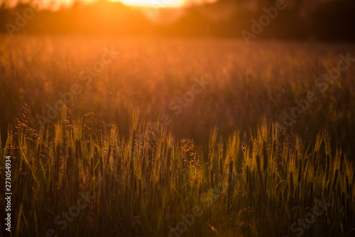 Closeup of green wheat in meadows.