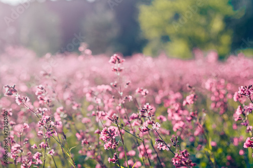 Fototapeta Naklejka Na Ścianę i Meble -  Natural summer landscape with pink flowers in the meadow at sunny day