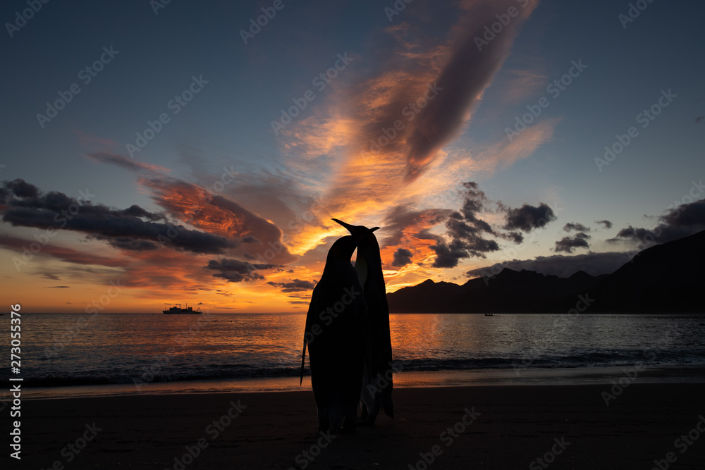 Sunrise with king penguins