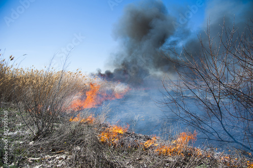 Fire, strong smoke. Burning reed in the swamp. Natural disaster