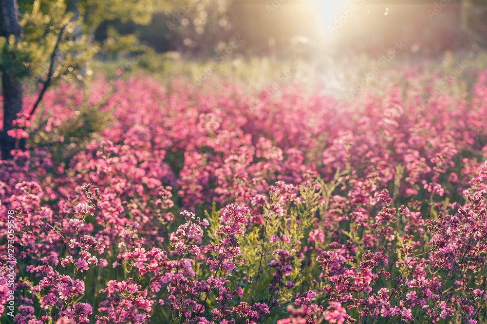 Obraz premium Natural summer landscape with pink flowers in the meadow at sunny day