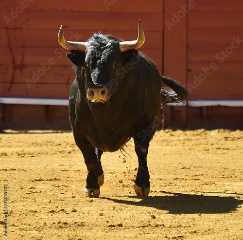 toro negro bravo español