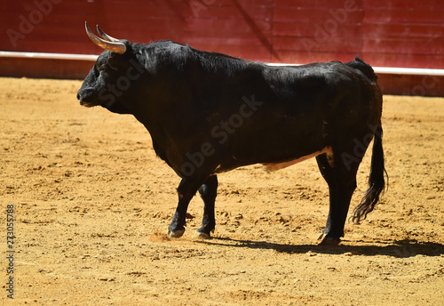 bull in spain