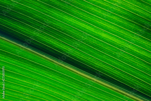 Blurred green striped texture background. Cropped shot of green leaf texture. Abstract nature background.