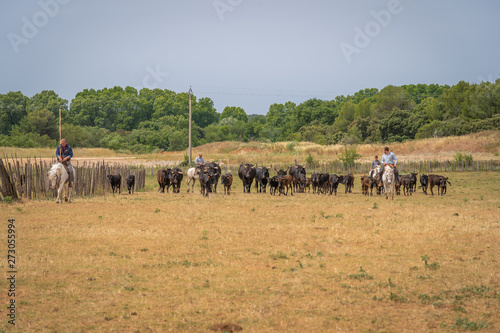 Saint-Bres, France - 06 06 2019: Herd of Camargue bulls photo