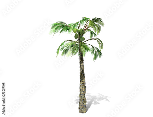 3D rendering - A tall palm tree isolated over a white background. Suitable for use in architectural design or Decoration work. Used with natural articles both on print and website  3D illustration.