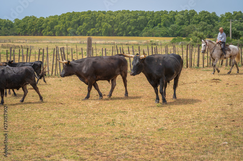 Saint-Bres  France - 06 06 2019  Herd of Camargue bulls