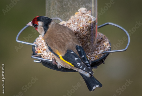 Mr Goldfinch stops by for some food.