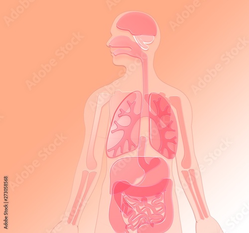 3D illustration human anatomy made of pink-red semitransparent plastic, lungs, brain, kidneys, stomach, bones, , liver, large intestine, small intestine. Gradient background