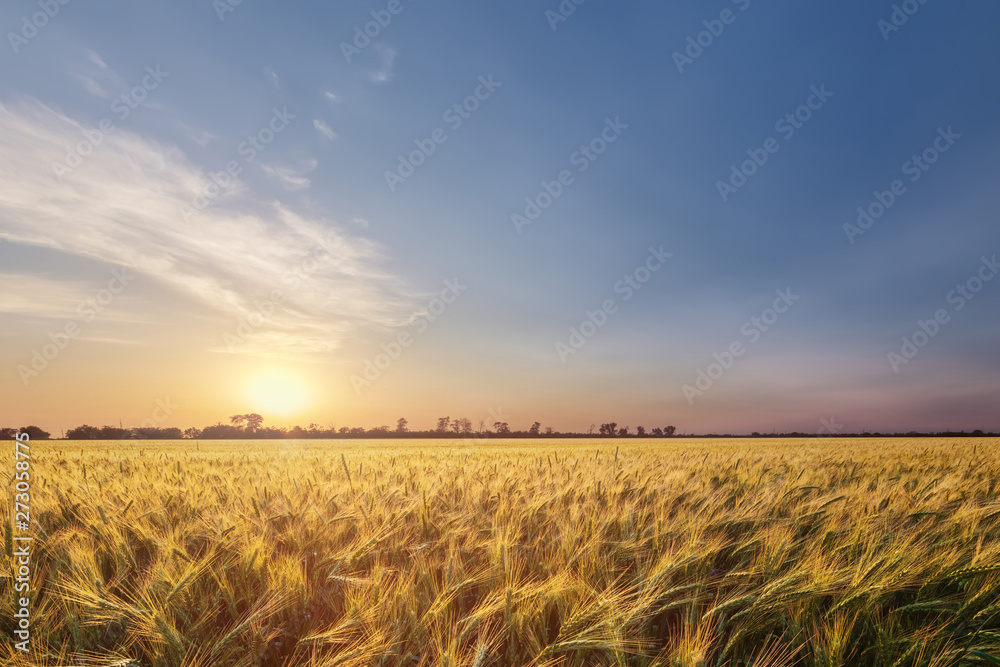 colorful sunset fields Ukraine / wheat field ripening period