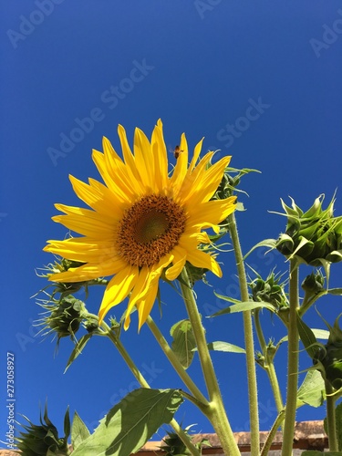 sunflower on background of blue sky