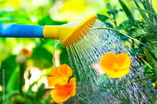 Watering flowers in a flower bed from a blue and yellow watering can. The concept of gardening and plant care. Close up