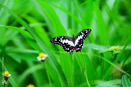 Butterfly on the grass flower With green leaves as the background