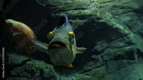 Fish peacock bass (cichla) in an aquarium or river. photo