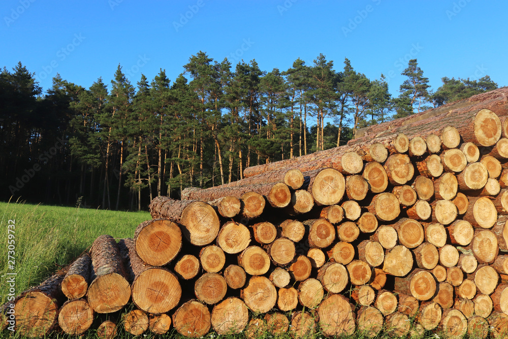 staple with coniferous trunks lying in front of woodland