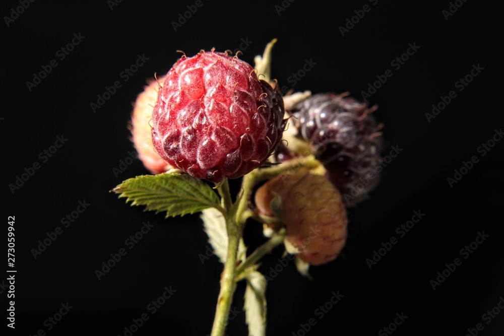 Black raspberry isolated on a black background Black raspberry isolated on a black background