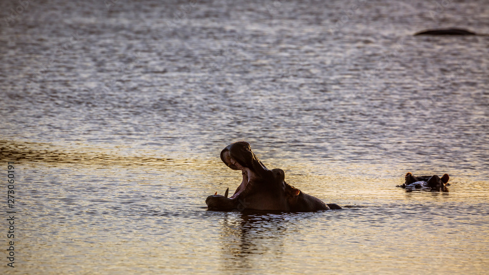 Fototapeta premium Hippopotamus in Kruger National park, South Africa