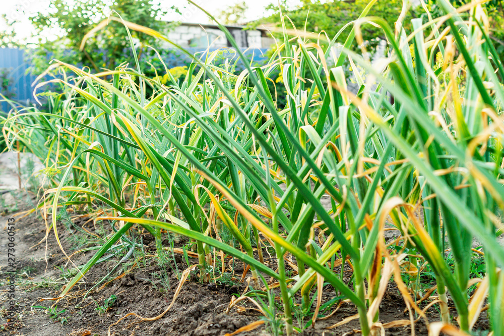 Obraz premium Cultivation of onions in the garden. The green onions grow in a kitchen garden. The concept of growing healthy food and organic products