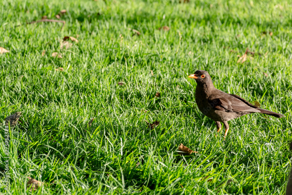 Obraz premium xccvbbbb