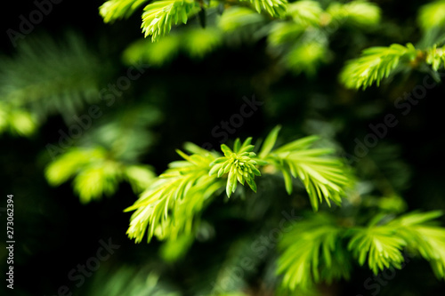 Blooming pine leaves