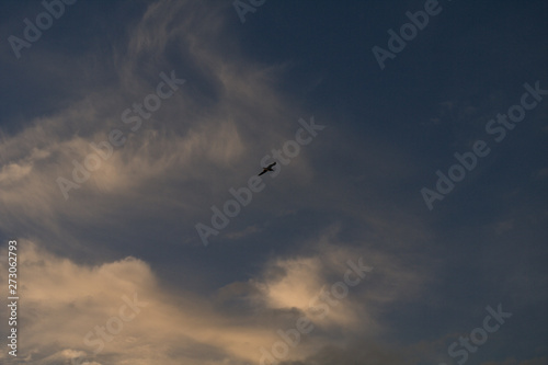seagull in the sky,blue, fly, birds, cloud, seagull, nature,freedom, light, plane 