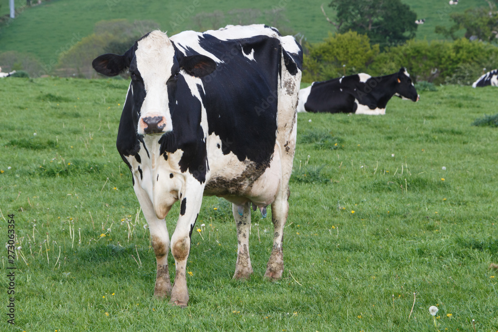 Holstein cows in the field of a farm in Brittany