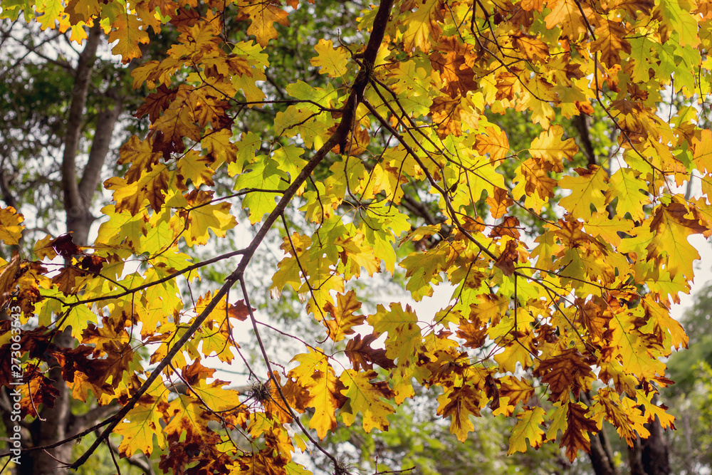 Branch with autumnal leaves illuminated by the sun Branch with autumnal leaves illuminated by the sun