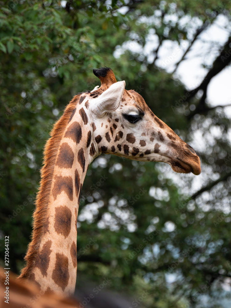Giraffe in Nairobi National Park, Kenya Giraffe in Nairobi National Park, Kenya