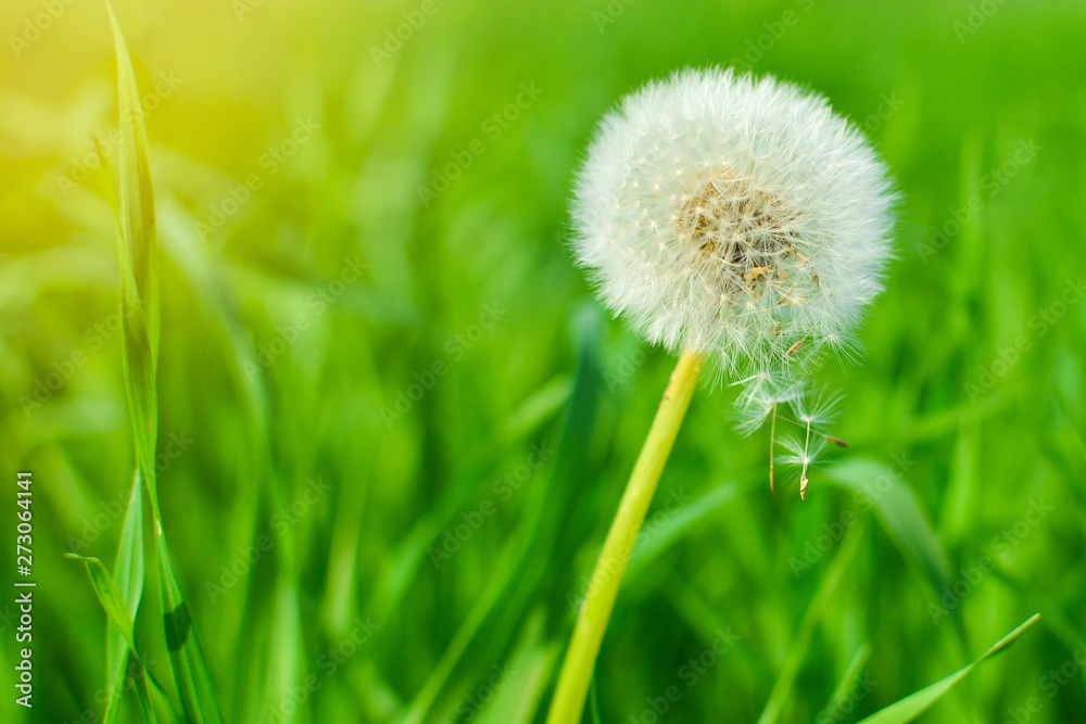 Dandelion on background of grass. Air dandelion on green grass background in the sun. Dandelion on background of grass. Air dandelion on green grass background in the sun.
