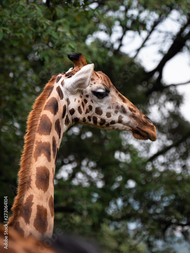 Giraffe in Nairobi National Park, Kenya © hyserb