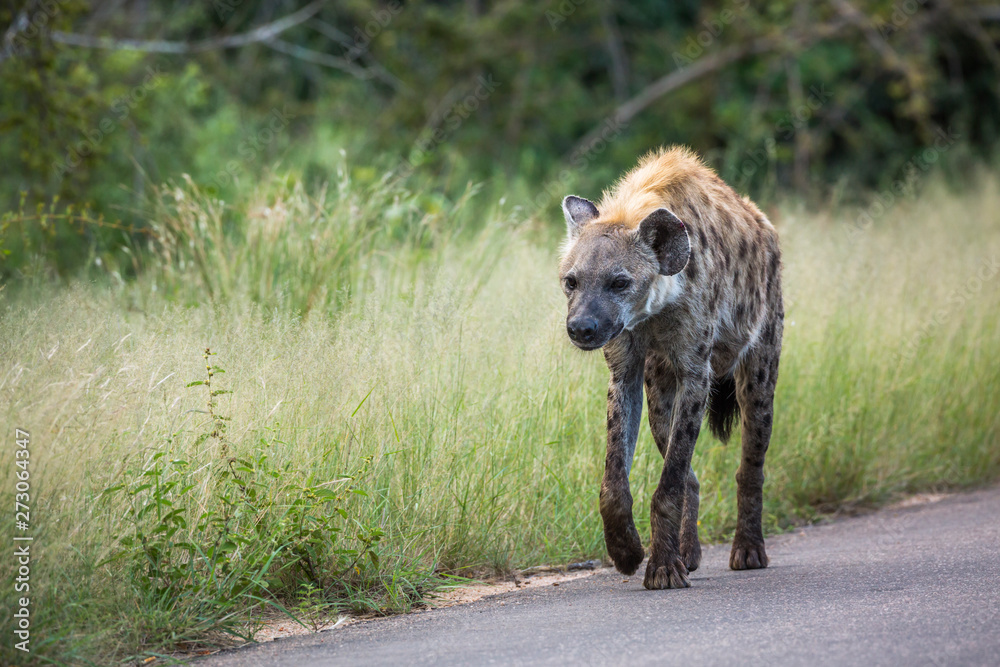 Fototapeta premium Spotted hyaena walking front view on the road in Kruger National park, South Africa ; Specie Crocuta crocuta family of Hyaenidae