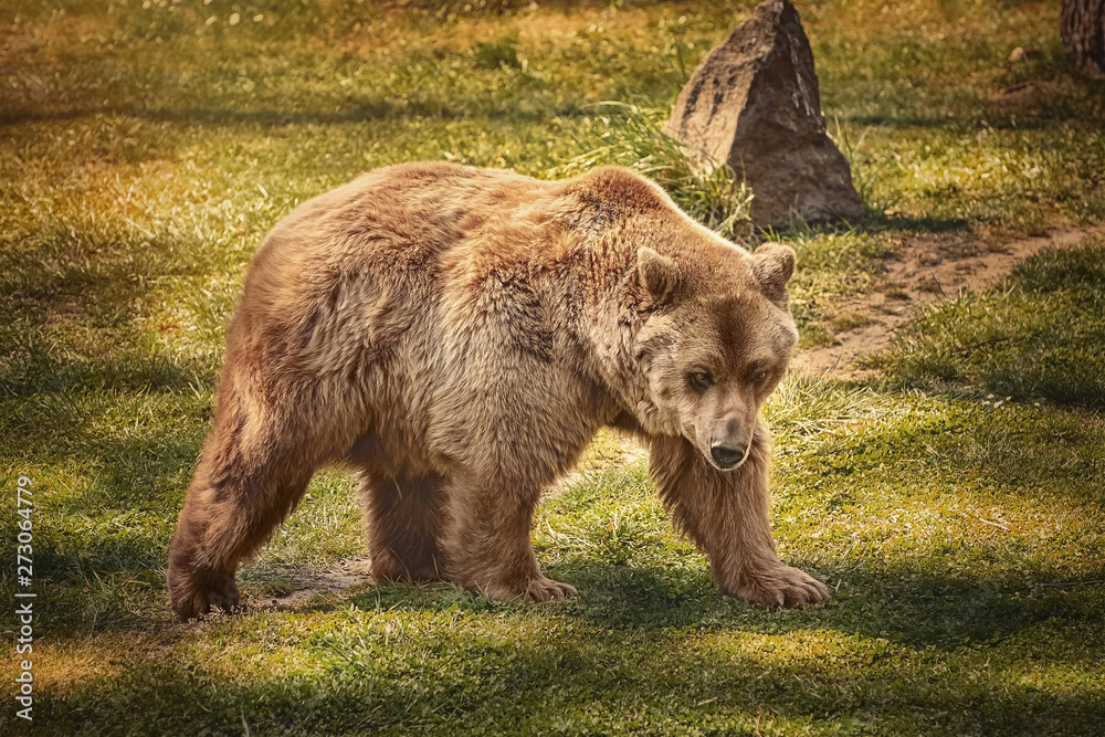 Brown bear on the green grass