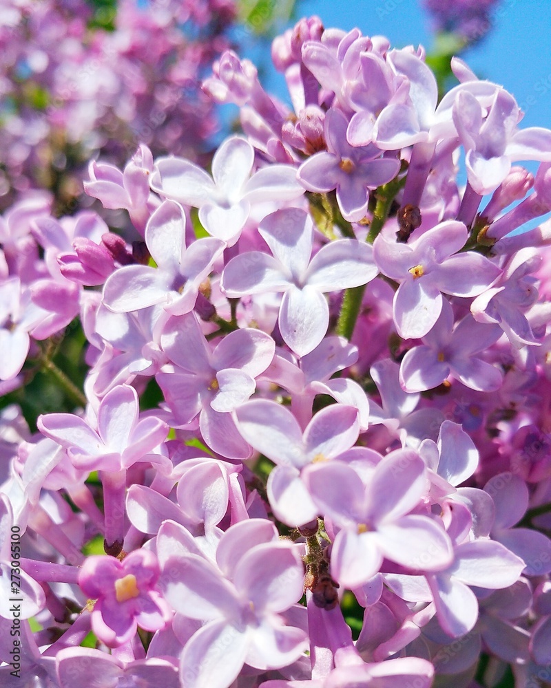 spring purple flowers