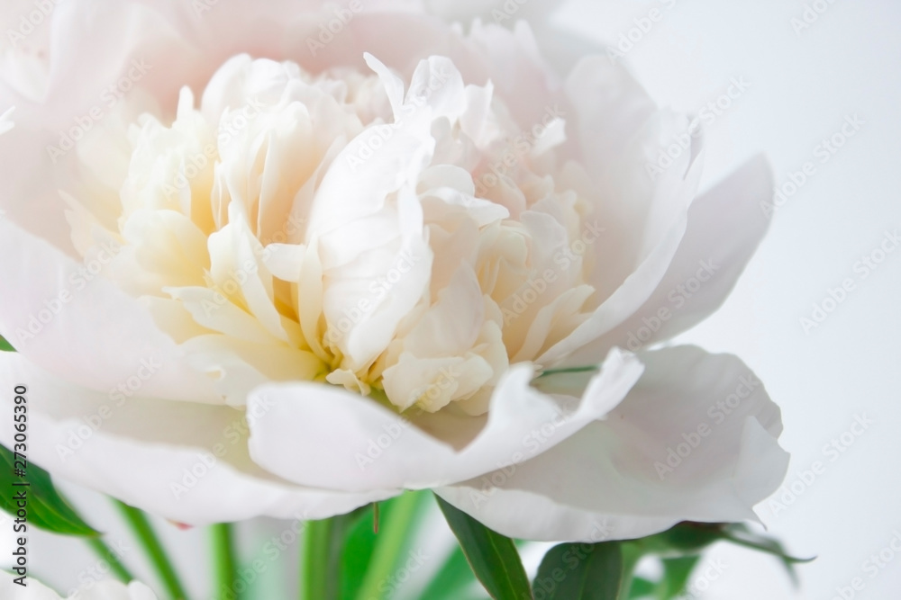 White peony flower. Close-up. Floral background for postcard, lettering, painting, wedding card, banner, flower shop White peony flower. Close-up. Floral background for postcard, lettering, painting, wedding card, banner, flower shop