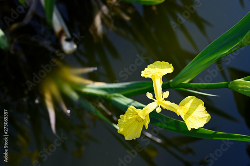 Yellow flowers of iris and green leaves. photo