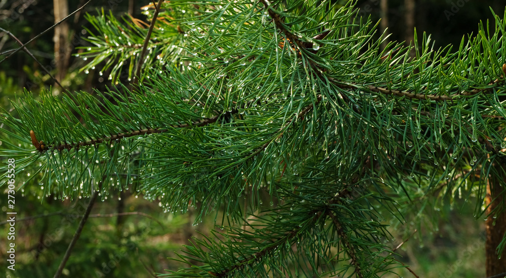pine branch