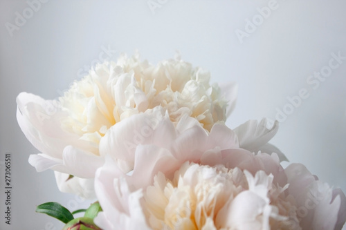 White peony flower. Close-up. Floral background for postcard, lettering, painting, wedding card, banner, flower shop © Nina_V