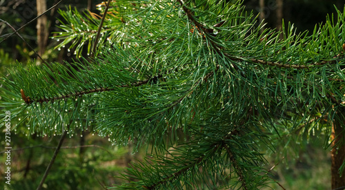 pine branch