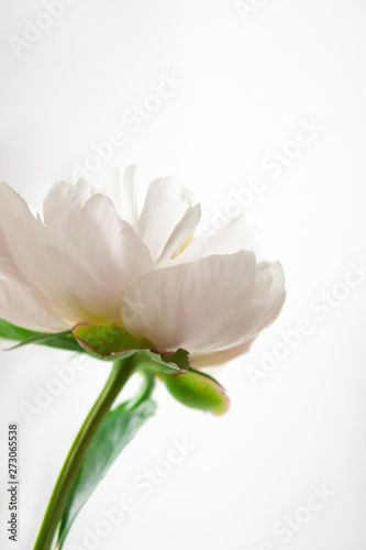 White peony flower. Close-up. Floral background for postcard  lettering  painting  wedding card  banner  flower shop