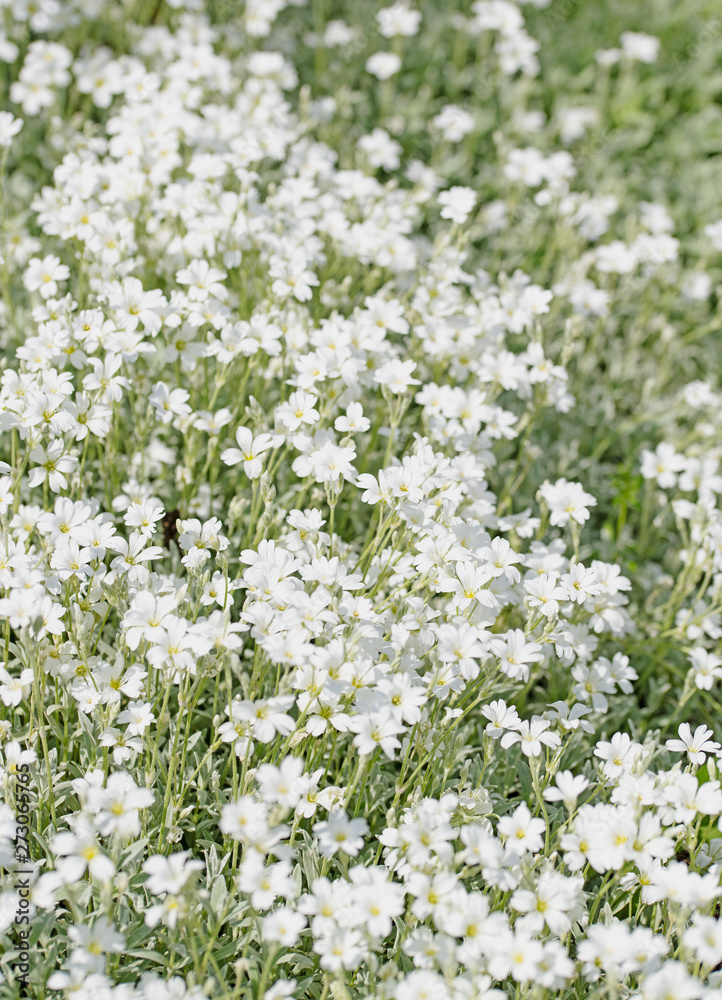 Fototapeta premium Filziges Hornkraut, Cerastium tomentosum