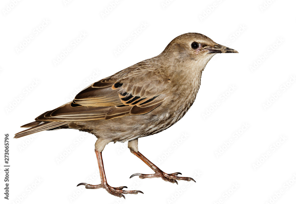 thrush thrush