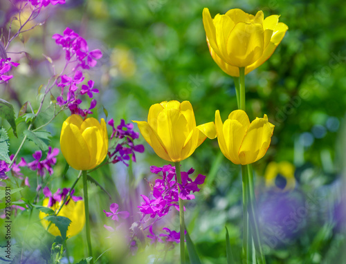 Fototapeta Naklejka Na Ścianę i Meble -  beautiful yellow tulip field garden